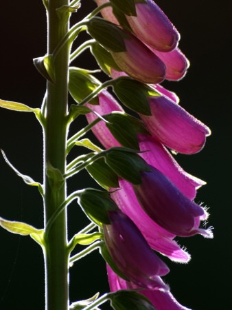 Foxglove Flowers Backlit, Cornwall, Uk by Ross Hoddinott Pricing Limited Edition Print image