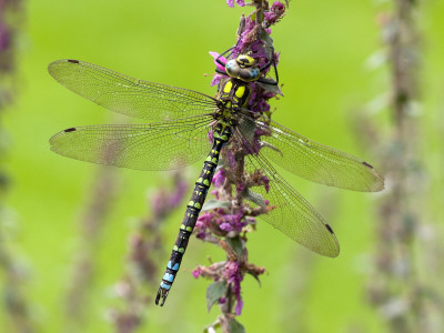 Southern Hawker Dragonfly Resting On Purple Loosestrife Flower, Hertfordshire, England, Uk by Andy Sands Pricing Limited Edition Print image