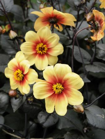 Dahlia, Moonfire Variety Flowering In Summer, Uk by Gary Smith Pricing Limited Edition Print image