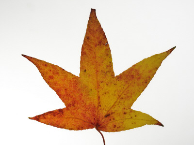Japanese Maple Leaf In Autumn Colours, Native To Japan And Korea by Philippe Clement Pricing Limited Edition Print image
