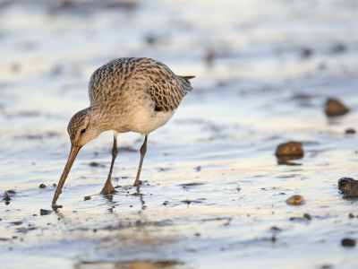Black Tailed Godwit Feeding In Mud On Tidal Channel, Norfolk, Uk, December by Gary Smith Pricing Limited Edition Print image