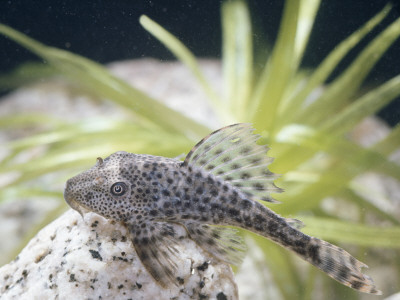 Sucking Catfish Captive by Jane Burton Pricing Limited Edition Print image