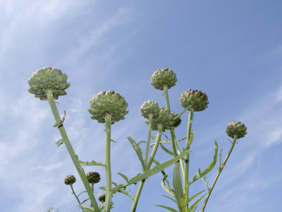 Globe Artichoke Flower Heads Against Blue Sky, Norfolk, Uk by Gary Smith Pricing Limited Edition Print image
