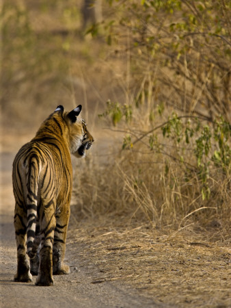 Bengal Tiger Rear View Walking Along Track In Ranthambhore Np, Rajasthan, India by T.J. Rich Pricing Limited Edition Print image