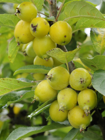 Crab Apples On Crab Apple Tree 'Golden Hornet', Uk by Gary Smith Pricing Limited Edition Print image
