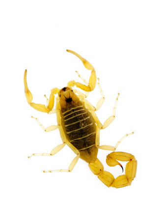 European Scorpion Spain by Niall Benvie Pricing Limited Edition Print image