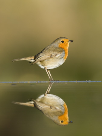 Robin Reflected In A Pond, Spain, January by Niall Benvie Pricing Limited Edition Print image