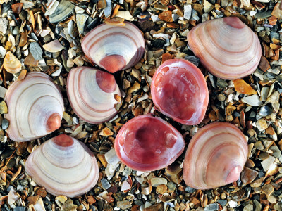 Baltic Tellin Shells On Beach, One Upside Down Showing The Inside ...