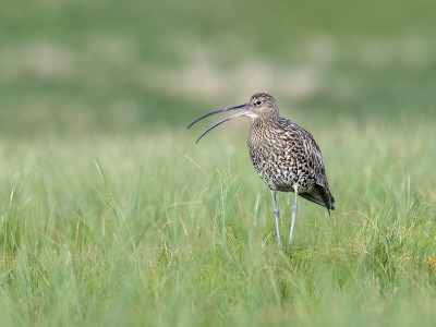 Curlew Calling On Moorland, Upper Teesdale, Co Durham, England, Uk by Andy Sands Pricing Limited Edition Print image