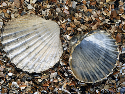 Poorly Ribbed Cockles On Beach, Normandy, France by Philippe Clement Pricing Limited Edition Print image