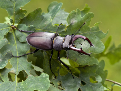 Stag Beetle Male On Oak Leaves, West Sussex, England, Uk by Andy Sands Pricing Limited Edition Print image