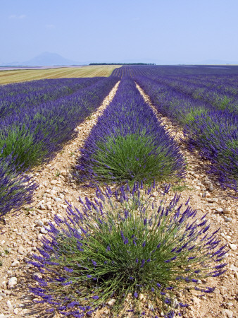 Row Of Cultivated Lavender In Field In Provence, France. June 2008 by Philippe Clement Pricing Limited Edition Print image