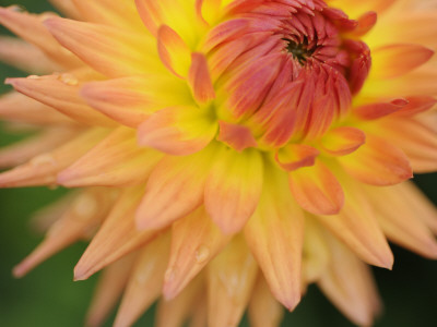 Dahlia Cultivar Close Up Of Flower, Uk by Gary Smith Pricing Limited Edition Print image