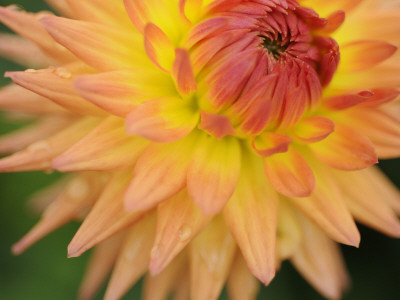 Dahlia Cultivar Close Up Of Flower, Uk by Gary Smith Pricing Limited Edition Print image