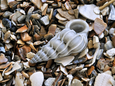 Common Wentletrap Shell On Beach, Belgium by Philippe Clement Pricing Limited Edition Print image
