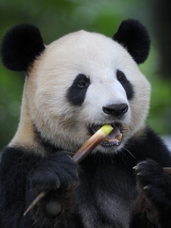 Giant Panda Feeding On Bamboo At Bifengxia Giant Panda Breeding And Conservation Center, China by Eric Baccega Pricing Limited Edition Print image