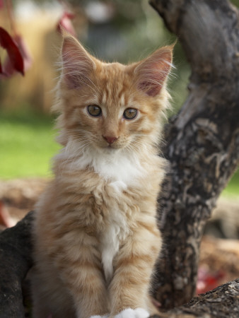 Maine Coon Red Tabby Cat Kitten, Three-Months by Adriano Bacchella Pricing Limited Edition Print image