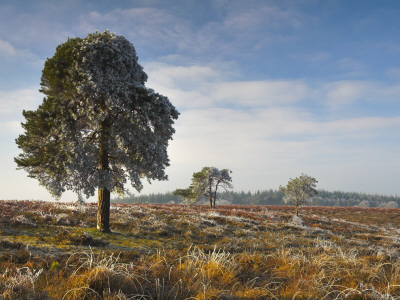 Hoar Frost In The New Forest National Park, Hampshire, England by Adam Burton Pricing Limited Edition Print image