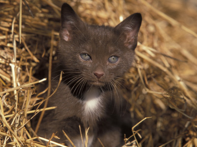 Grey Kitten In Haystack, Italy by Adriano Bacchella Pricing Limited Edition Print image