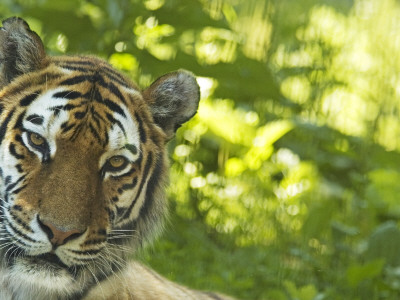 Siberian Tiger Portrait by Edwin Giesbers Pricing Limited Edition Print image