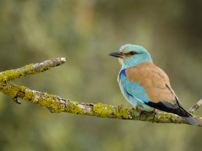 Common Roller Perched, South Spain by Inaki Relanzon Pricing Limited Edition Print image