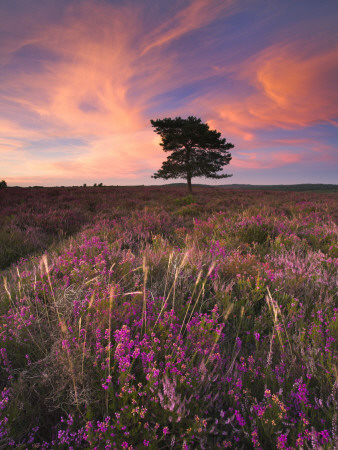 Summer Evening On New Forest Heathland, Hampshire, England by Adam Burton Pricing Limited Edition Print image