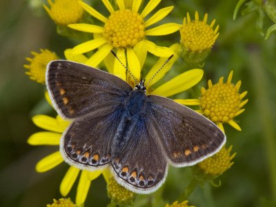 Common Blue Female Feeding On Flower Of Ragwort, Hertfordshire, England, Uk by Andy Sands Pricing Limited Edition Print image