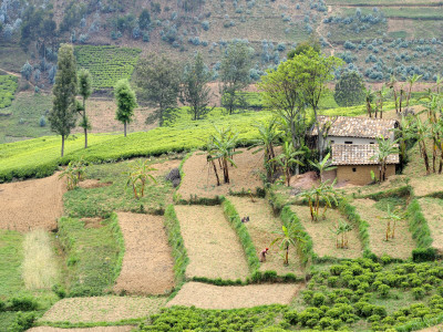 Looking Down On Terraced Farmland And Traditional House, Rwanda, Africa, 2008 by Eric Baccega Pricing Limited Edition Print image