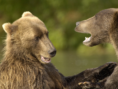 Brown Bears Fighting, Kronotsky Nature Reserve, Kamchatka, Far East Russia by Igor Shpilenok Pricing Limited Edition Print image