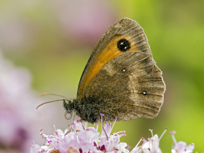 Gatekeeper Hedge Brown Butterfly On Flower Of Marjoram, Hertfordshire, England, Uk by Andy Sands Pricing Limited Edition Print image