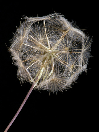 Goats Beard Close Up Of Seed Head, Uk by Andy Sands Pricing Limited Edition Print image
