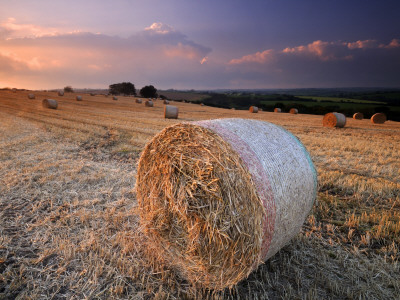 Round Straw Bales And Stormy Morning Sky, Near Bradworthy, Devon, Uk. September 2008 by Ross Hoddinott Pricing Limited Edition Print image