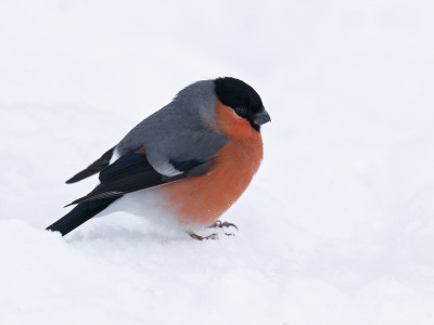 Bullfinch Male In Snow, Scotland, Uk by Andy Sands Pricing Limited Edition Print image