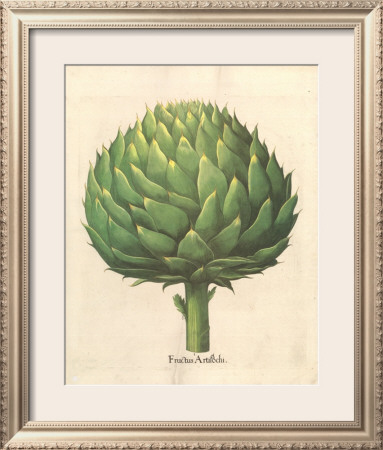 Artichoke by Basilius Besler Pricing Limited Edition Print image