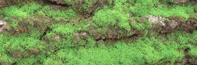 Green Moss On Tree Bark, Sacramento, California, Usa by Panoramic Images Pricing Limited Edition Print image