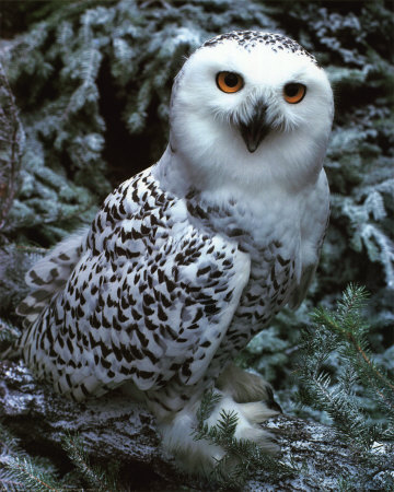 Snow Owl by B. Coleman Pricing Limited Edition Print image