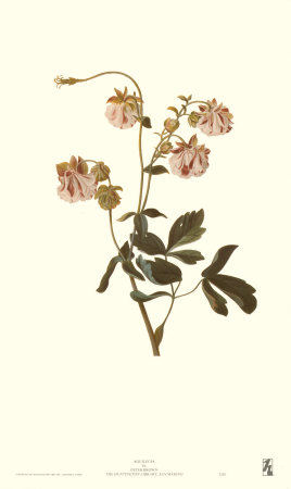 Aquilegia by Georg Dionysius Ehret Pricing Limited Edition Print image