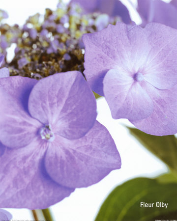 Hydrangea by Fleur Olby Pricing Limited Edition Print image