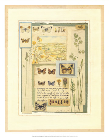 Study Of Butterflies by Horner & Brooks Pricing Limited Edition Print image