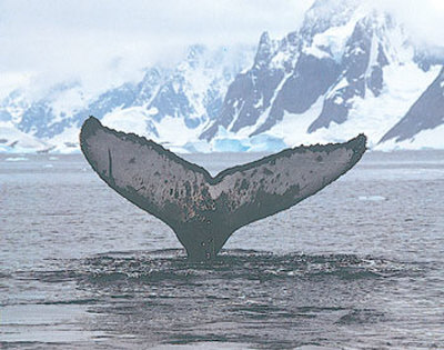 Humpback Whale Tail by Wolfgang Kaehler Pricing Limited Edition Print image