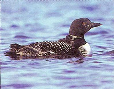 Loon And Chick by Jeanne Drake Pricing Limited Edition Print image