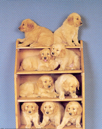 Bookcase Pups by Ron Kimball Pricing Limited Edition Print image