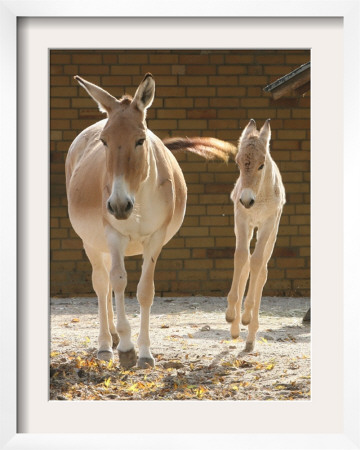 Asian Wild Donkey Jumps Beside Of Its Mother by Hermann J. Knippertz Pricing Limited Edition Print image