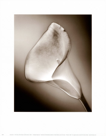 Calla No. 3, Front by Kirk Ellison Pricing Limited Edition Print image