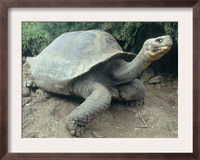 Giant Turtle, Santa Cruz Island, Galapogos Islands by Dolores Ochoa Pricing Limited Edition Print image