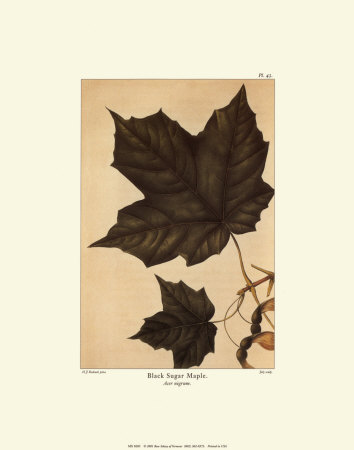 Black Sugar Maple by Francois A. Michaux Pricing Limited Edition Print image