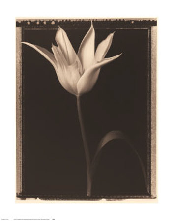 Open Tulip by Tom Baril Pricing Limited Edition Print image