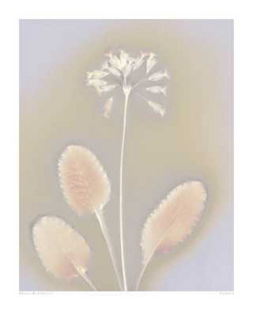 Cowslip by Angela Easterling Pricing Limited Edition Print image