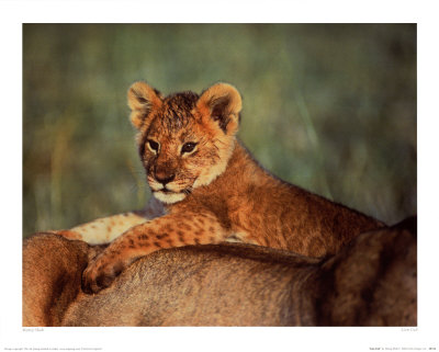Lion Cub by Anup & Manoj Shah Pricing Limited Edition Print image