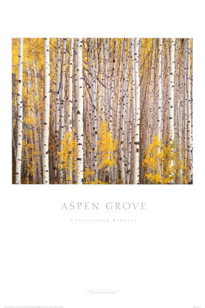 Aspen Grove by Christopher Burkett Pricing Limited Edition Print image